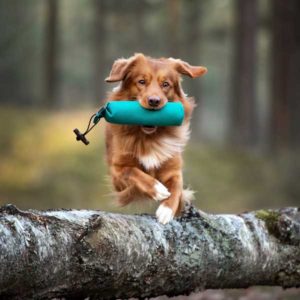 Online Shop, Frau Emma, Zubehör Hund, Training und Spiel